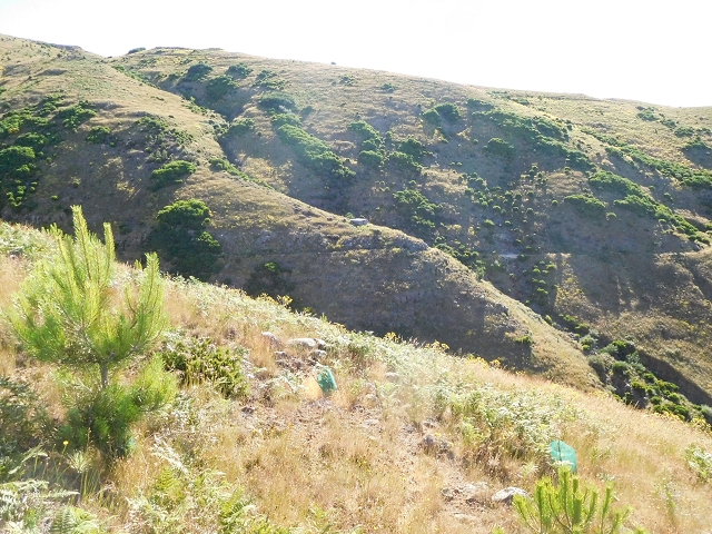 Levada da Negra (e Curral Martinho) — Verlauf im Tal der Levada do Pico do Cardo — Foto 9