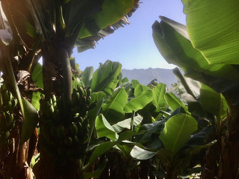 Levada da Penha de Aguia — Levada da Penha de Aguia Ost — Foto 12