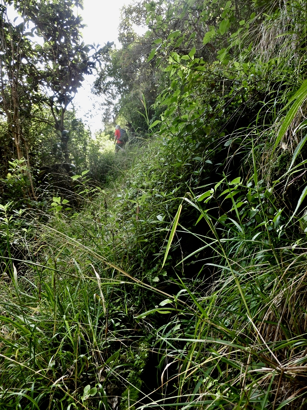 Levada da Penha de Aguia — Levada da Penha de Aguia Ost — Foto 14