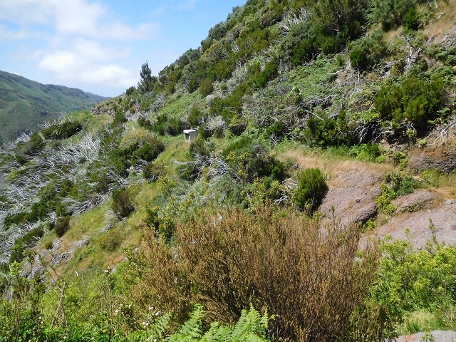 Levada de Marques Teixeira — Da Madre antiga até ao desvio da pista de gravilha para cima — foto 1