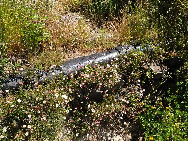 Levada de Marques Teixeira — Da Madre antiga até ao desvio da pista de gravilha para cima — foto 3