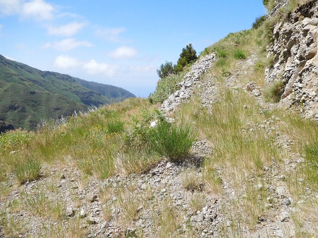 Levada de Marques Teixeira — Da Madre antiga até ao desvio da pista de gravilha para cima — foto 5
