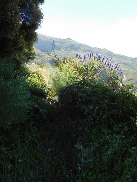 Levada de Marques Teixeira — Do desvio da pista de gravilha até Covas — foto 1