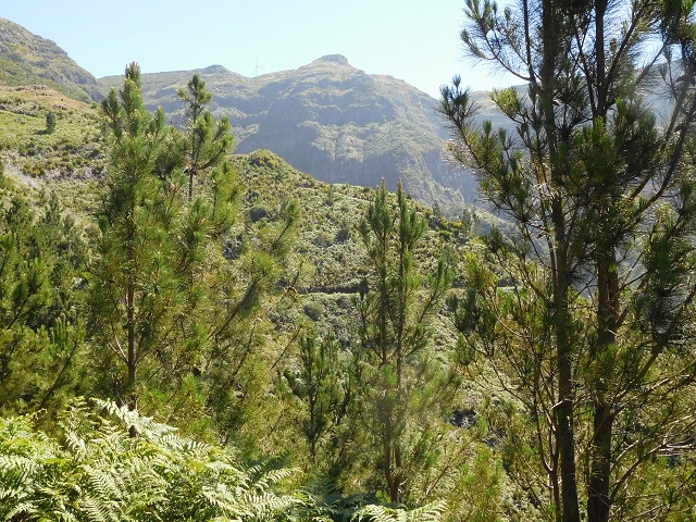 Levada de Marques Teixeira — Do desvio da pista de gravilha até Covas — foto 2