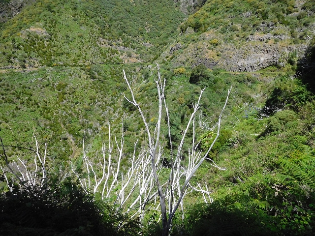 Levada de Marques Teixeira — Do desvio da pista de gravilha até Covas — foto 4