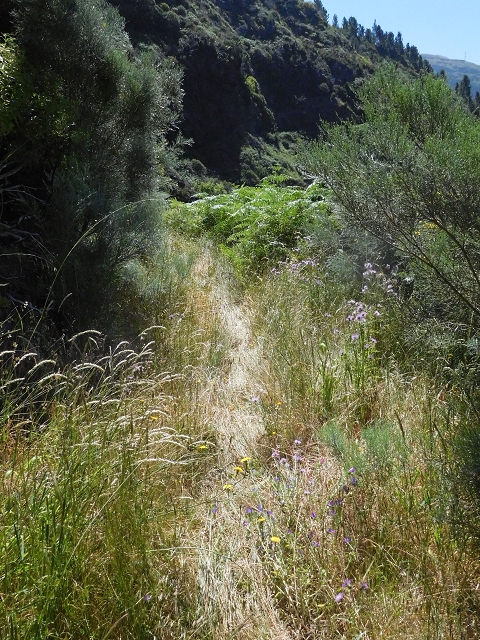 Levada de Marques Teixeira — Do desvio da pista de gravilha até Covas — foto 10