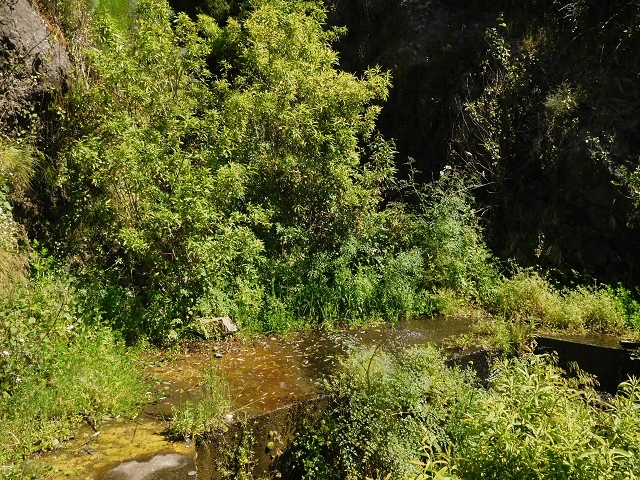 Levada de Marques Teixeira — Do desvio da pista de gravilha até Covas — foto 11