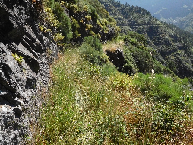 Levada de Marques Teixeira — Do desvio da pista de gravilha até Covas — foto 13