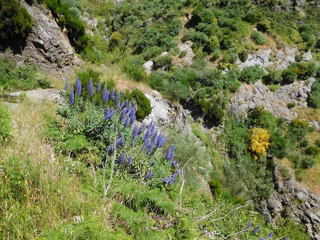 Levada de Marques Teixeira — Do desvio da pista de gravilha até Covas — foto 15