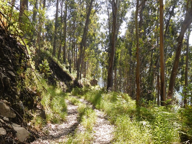 Levada de Marques Teixeira — Do desvio da pista de gravilha até Covas — foto 24