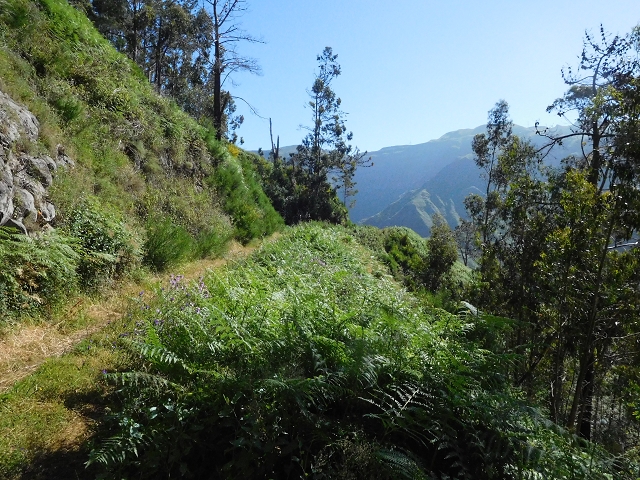 Levada de Marques Teixeira — Do desvio da pista de gravilha até Covas — foto 25