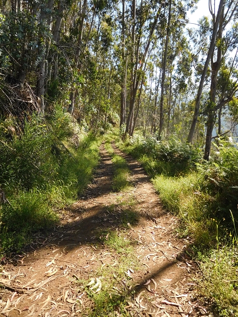 Levada de Marques Teixeira — Do desvio da pista de gravilha até Covas — foto 26