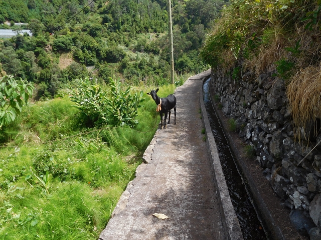 Levada da Ribeira do Passo — foto 2