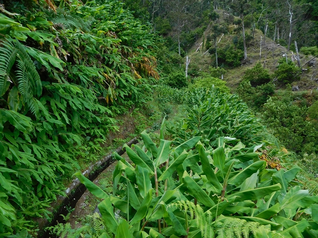 Levada da Ribeira do Passo — foto 12