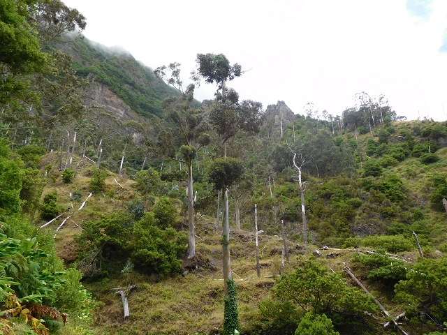 Levada da Ribeira do Passo — foto 13