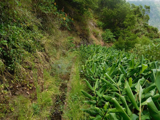 Levada da Ribeira do Passo — foto 19