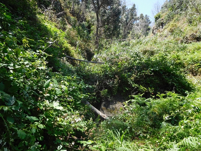 Levada da Roda — Von der Zwischenmadre zur ersten Wassermühle — Foto 1