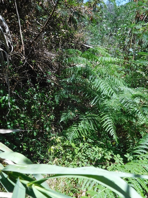Levada da Roda — Von der Zwischenmadre zur ersten Wassermühle — Foto 2