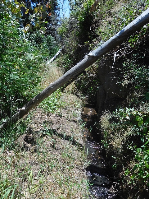 Levada da Roda — Von der Zwischenmadre zur ersten Wassermühle — Foto 4
