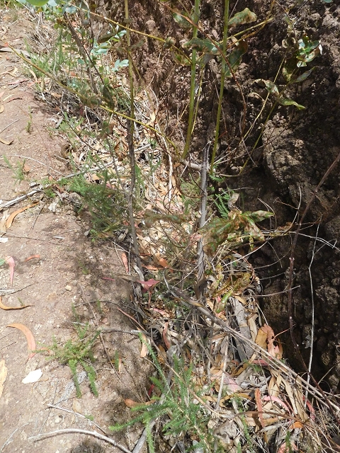 Levada da Rouca — Verfallener Endast bei Fontainhas — Foto 3