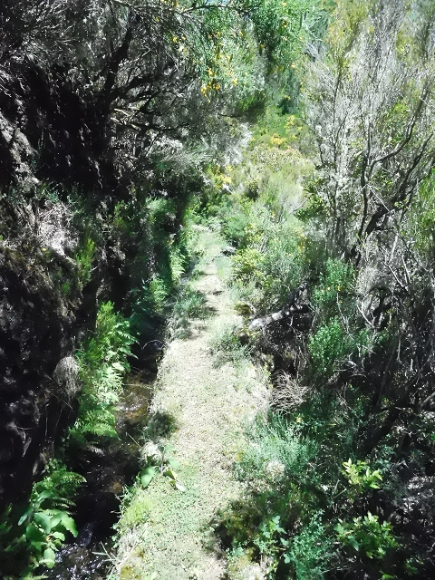 da Ponta do Pargo — A Madre nova superior e o ramo superior — foto 3