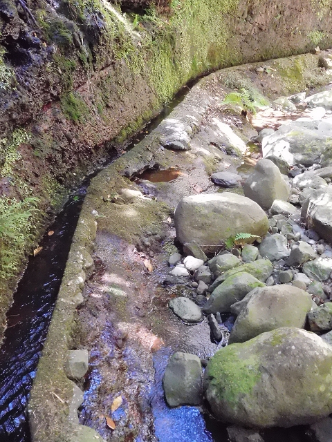 da Ponta do Pargo — A Madre antiga inferior e o ramo inferior — foto 3
