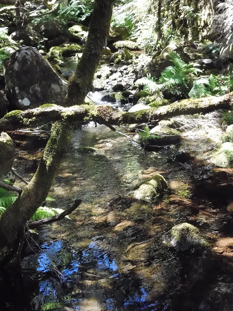 da Ponta do Pargo — A Madre nova superior e o ramo superior — foto 1