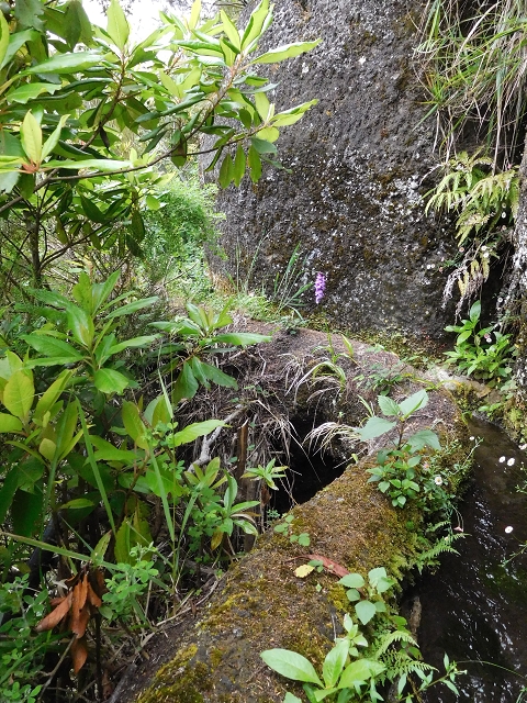 Levada da Serra — Foto 4