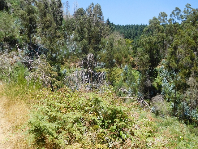 Levada da Serra do Faial von Lamaceiros/Lombo da Raiz zum Pico do Infante — Abschnitt 2 — Foto 12