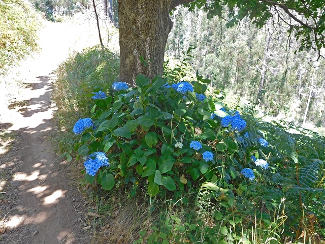 Levada da Serra do Faial von Lamaceiros/Lombo da Raiz zum Pico do Infante — Abschnitt 2 — Foto 13