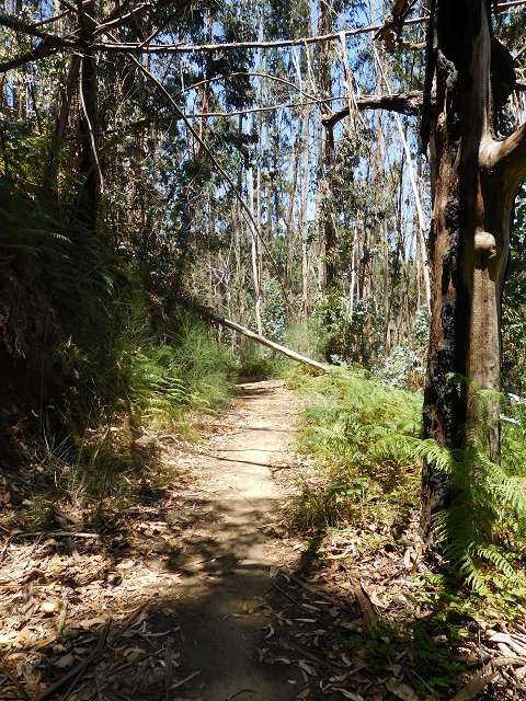 Levada da Serra do Faial von Lamaceiros/Lombo da Raiz zum Pico do Infante — Abschnitt 2 — Foto 14