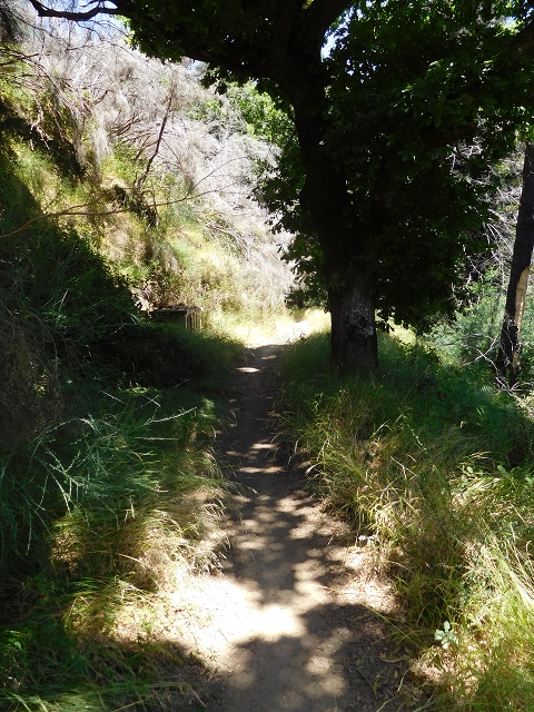 Levada da Serra do Faial von Lamaceiros/Lombo da Raiz zum Pico do Infante — Abschnitt 2 — Foto 16