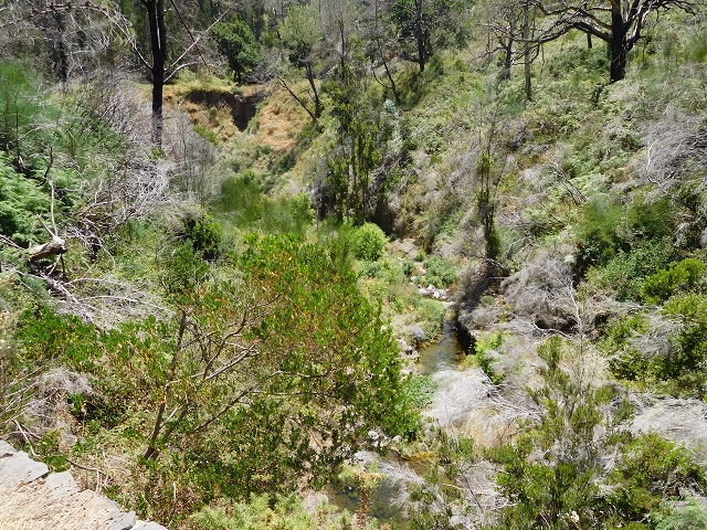 Levada da Serra do Faial von Lamaceiros/Lombo da Raiz zum Pico do Infante — Abschnitt 2 — Foto 27