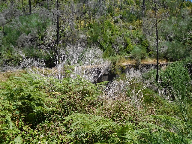 Levada da Serra do Faial von Lamaceiros/Lombo da Raiz zum Pico do Infante — Abschnitt 2 — Foto 28
