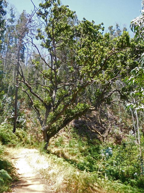 Levada da Serra do Faial von Lamaceiros/Lombo da Raiz zum Pico do Infante — Abschnitt 2 — Foto 33