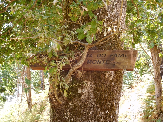 Levada da Serra do Faial von Lamaceiros/Lombo da Raiz zum Pico do Infante — Abschnitt 2 — Foto 41