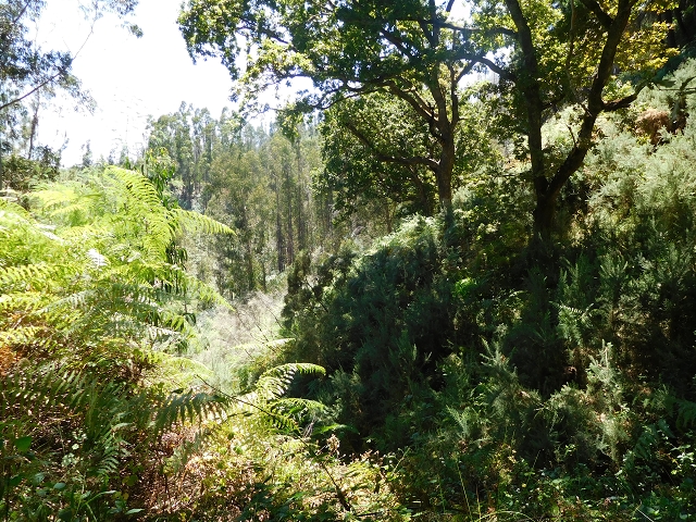 Levada da Serra do Faial von Lamaceiros/Lombo da Raiz zum Pico do Infante — Abschnitt 2 — Foto 6