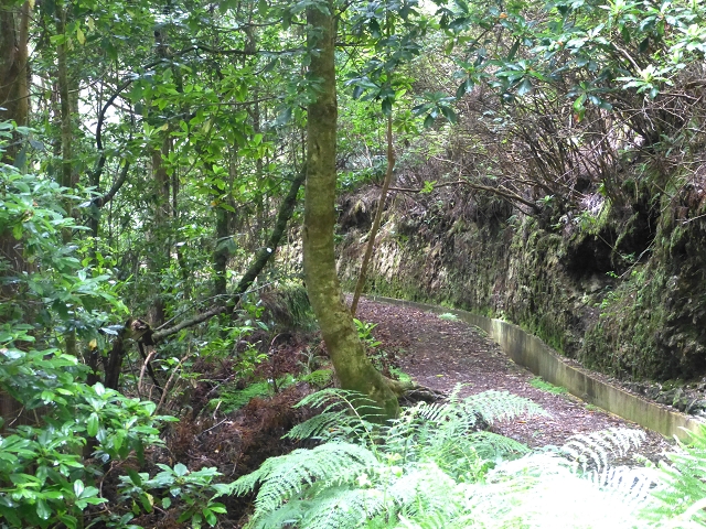 Levada da Serra do Faial von Lamaceiros/Lombo da Raiz zum Pico do Infante — Abschnitt 1 — Foto 5