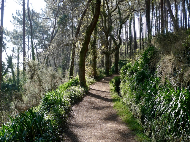 Levada da Serra do Faial von Lamaceiros/Lombo da Raiz zum Pico do Infante — Abschnitt 1 — Foto 8