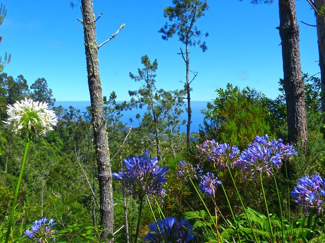 Levada da Silveira — Foto 25