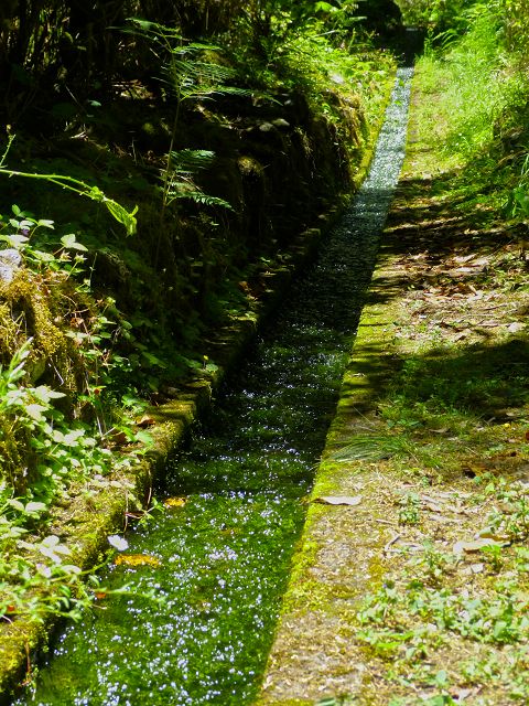 Levada da Silveira — Foto 5
