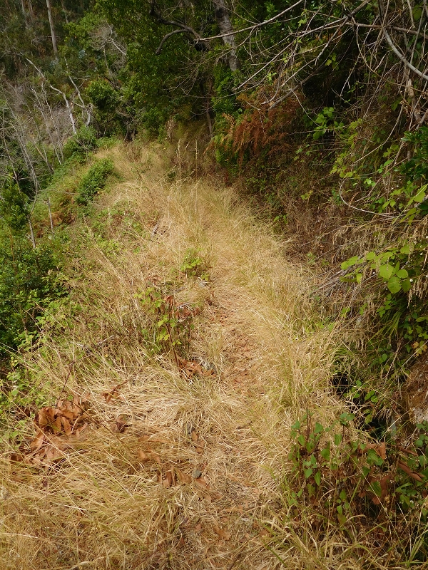 Levada da Tabua — Foto 14