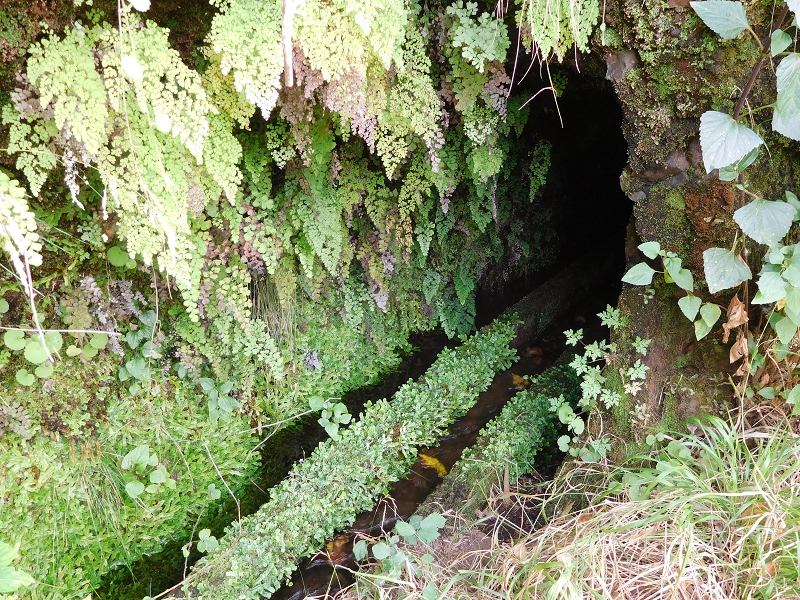 Levada da Tabua — Foto 21