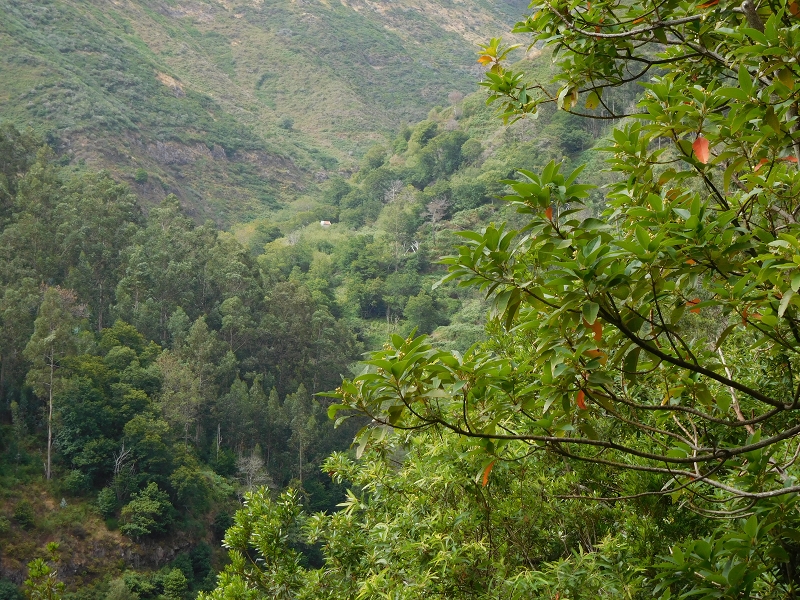 Levada da Tabua — Foto 23