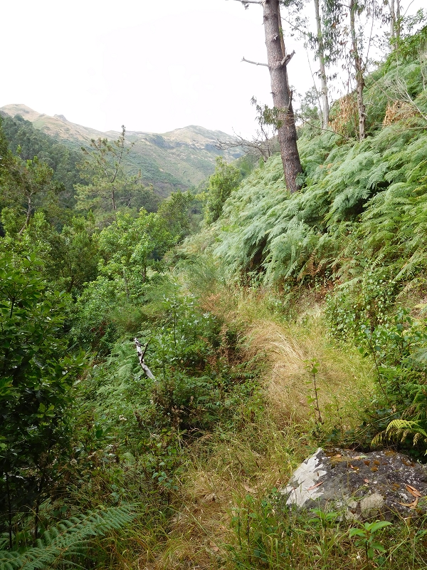 Levada da Tabua — Foto 24