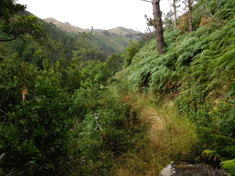 Levada da Tabua — Foto 25