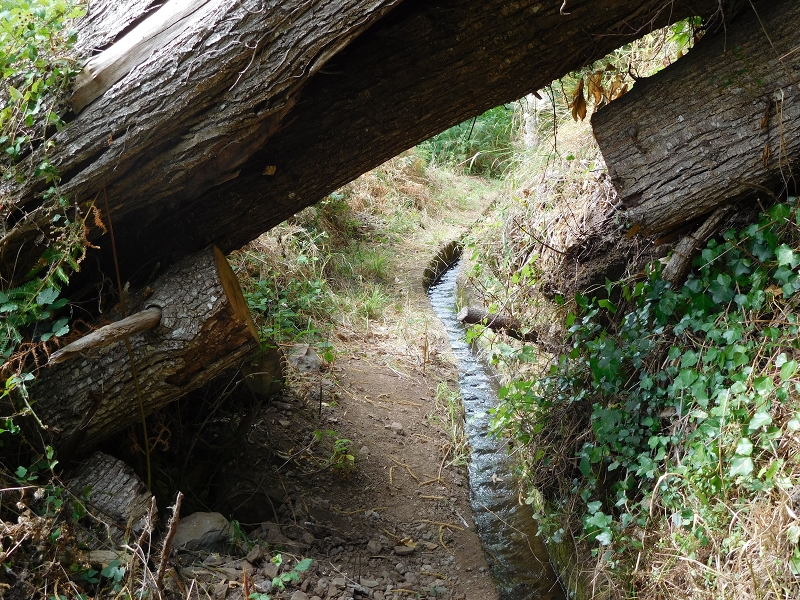 Levada da Tabua — Foto 27
