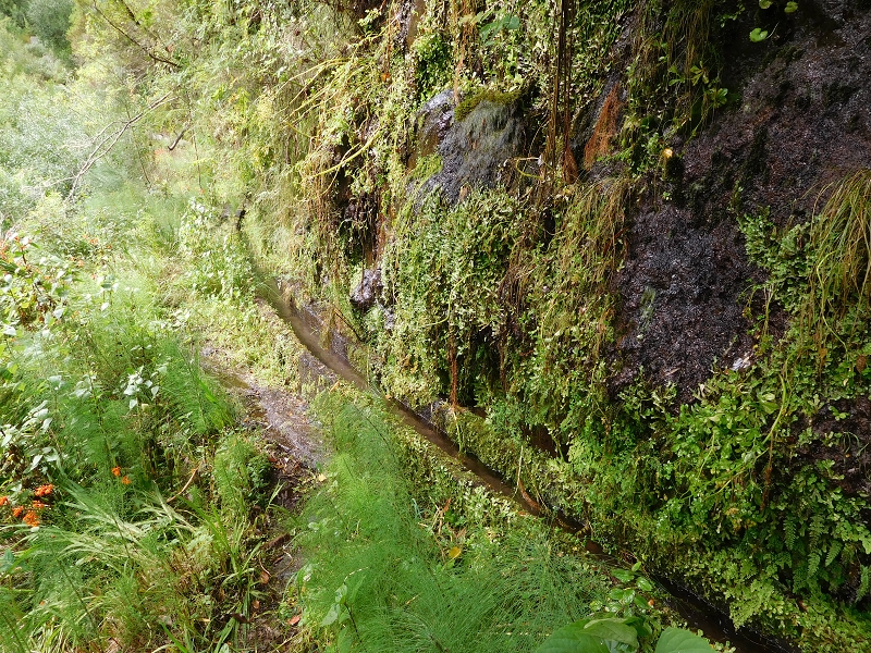 Levada da Tabua — Foto 28