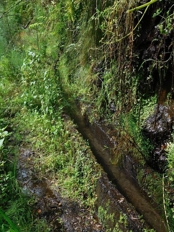 Levada da Tabua — Foto 29