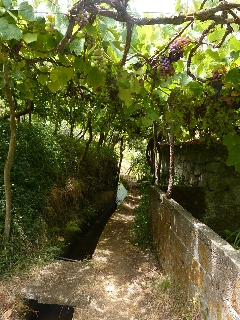 Levada das Faias — Section 1 — photo 4